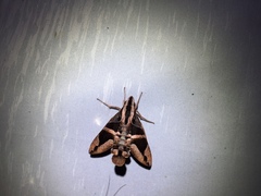 Macroglossum mitchellii