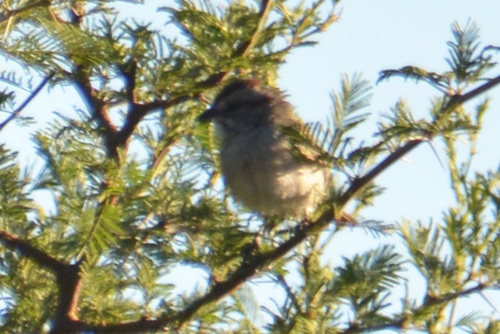 Chaco Sparrow (Rhynchospiza strigiceps), photo 9