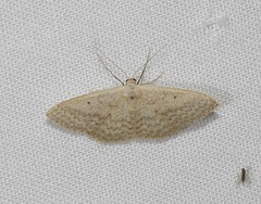 Scopula oppilata