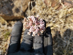 Asclepias senecionifolia