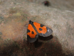 Eudule bimacula