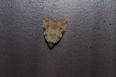 Neachrostia bipuncta