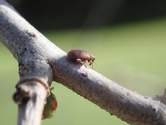 Orchestes steppensis