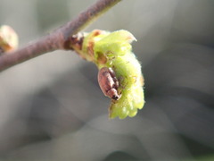 Orchestes steppensis