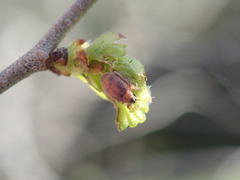 Orchestes steppensis