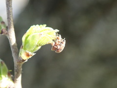 Orchestes steppensis