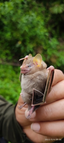 MacConnell's Bat