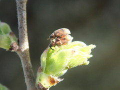 Orchestes steppensis