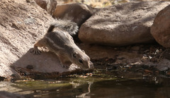 Ammospermophilus harrisii