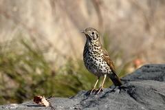 Turdus mupinensis