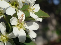Hoplocampa