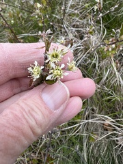 Amelanchier nantucketensis