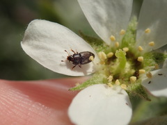 Hoplocampa