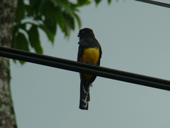 Trogon caligatus