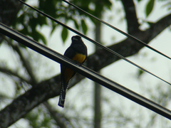 Trogon caligatus