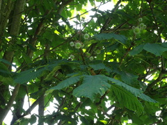 Aesculus hippocastanum