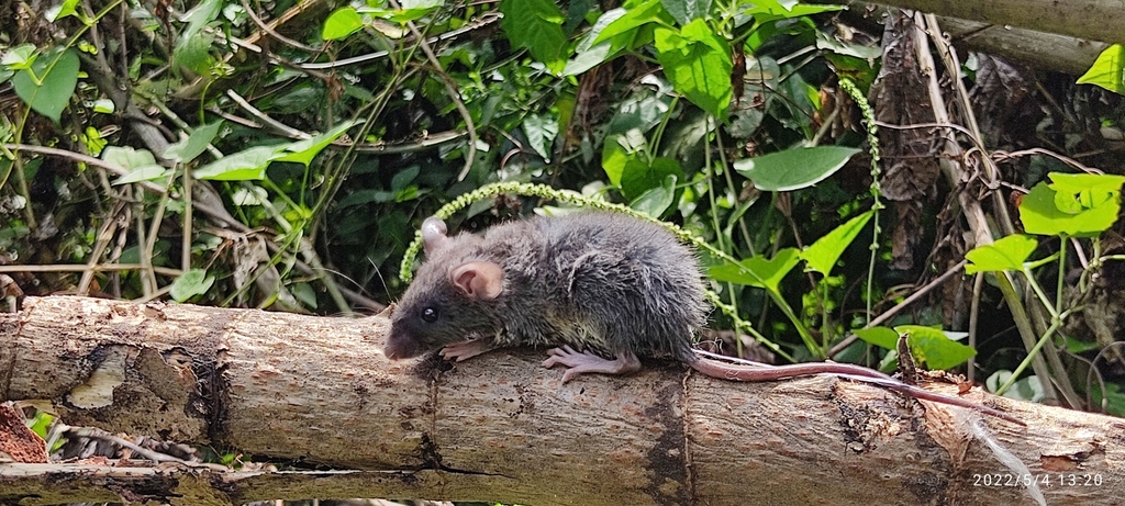 Taczanowski's Oldfield Mouse