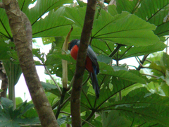 Trogon melanurus