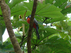 Trogon melanurus