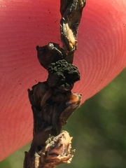 Epicoccum andropogonis