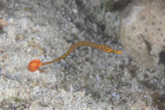 Dunckerocampus pessuliferus