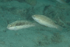 Leptoscarus vaigiensis