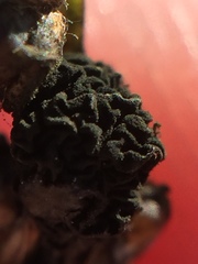 Epicoccum andropogonis