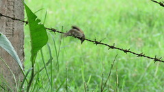 Synallaxis albescens