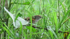 Synallaxis albescens