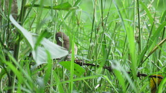 Synallaxis albescens