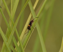 Compsocryptus melanostigma