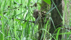 Synallaxis albescens