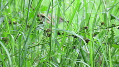 Synallaxis albescens