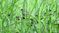 Synallaxis albescens