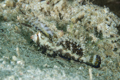 Dactylopus kuiteri