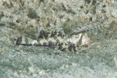 Dactylopus kuiteri