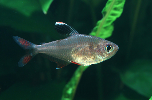 hyphessobrycons
