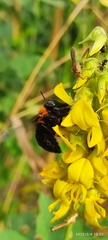 Xylocopa similis