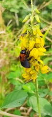 Xylocopa similis