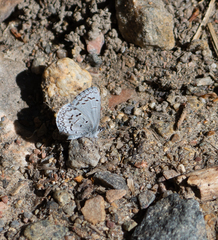 Celastrina echo sidara