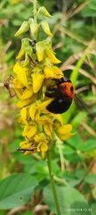Xylocopa similis