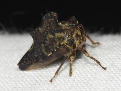Heliria cristata