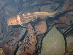 Tachysurus trilineatus