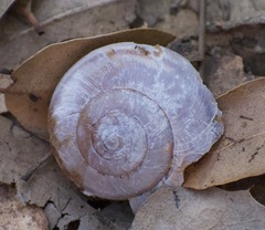Helminthoglypta cypreophila