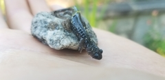 Plethodon teyahalee