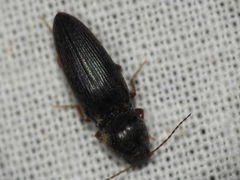 Cardiophorus convexus