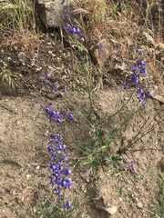 Delphinium parryi