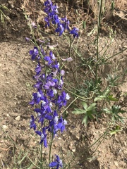 Delphinium parryi