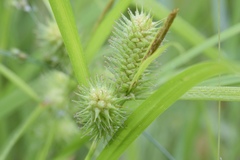 Carex lurida