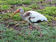 Eudocimus albus